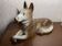 Ceramic dog
