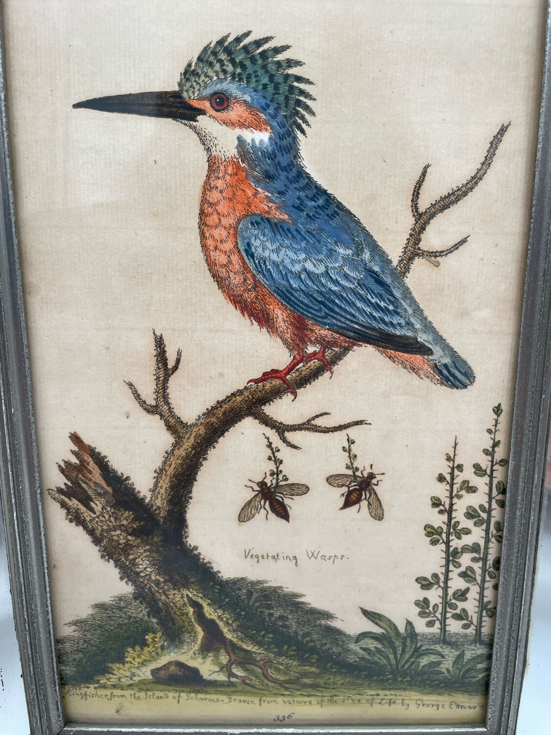 Antique engraving of bird naturalist, by Georges Edwards.