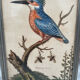 Antique engraving of bird naturalist, by Georges Edwards.