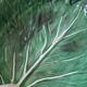 Gerber Prestige vintage barbotine cabbage leaf salad bowl