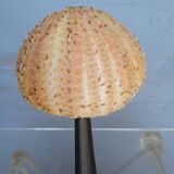 Sea urchin cabinet of curiosities on base