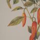 Planche botanique Piment doux