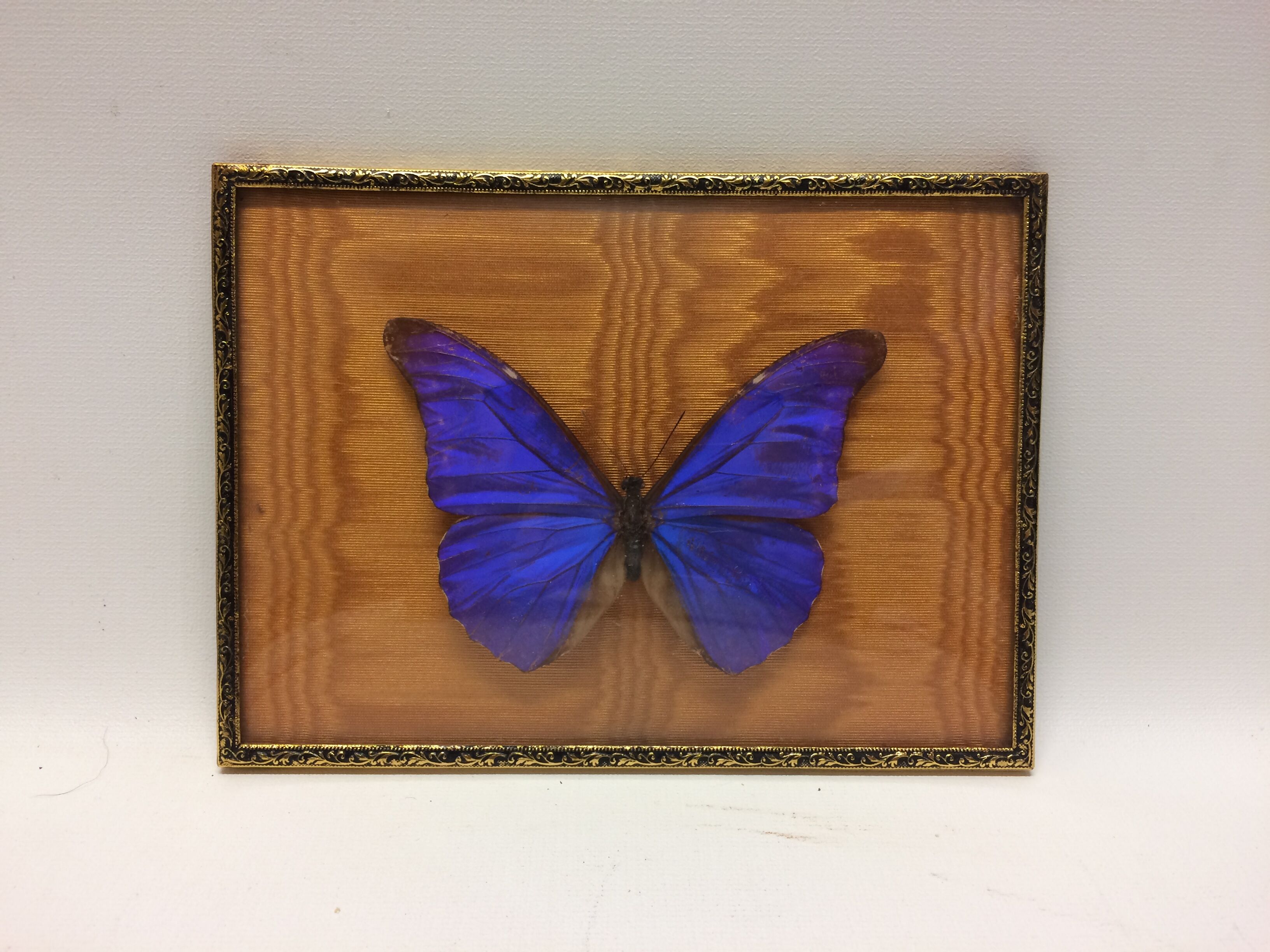 Naturalized butterfly frame