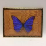 Naturalized butterfly frame