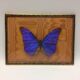 Naturalized butterfly frame