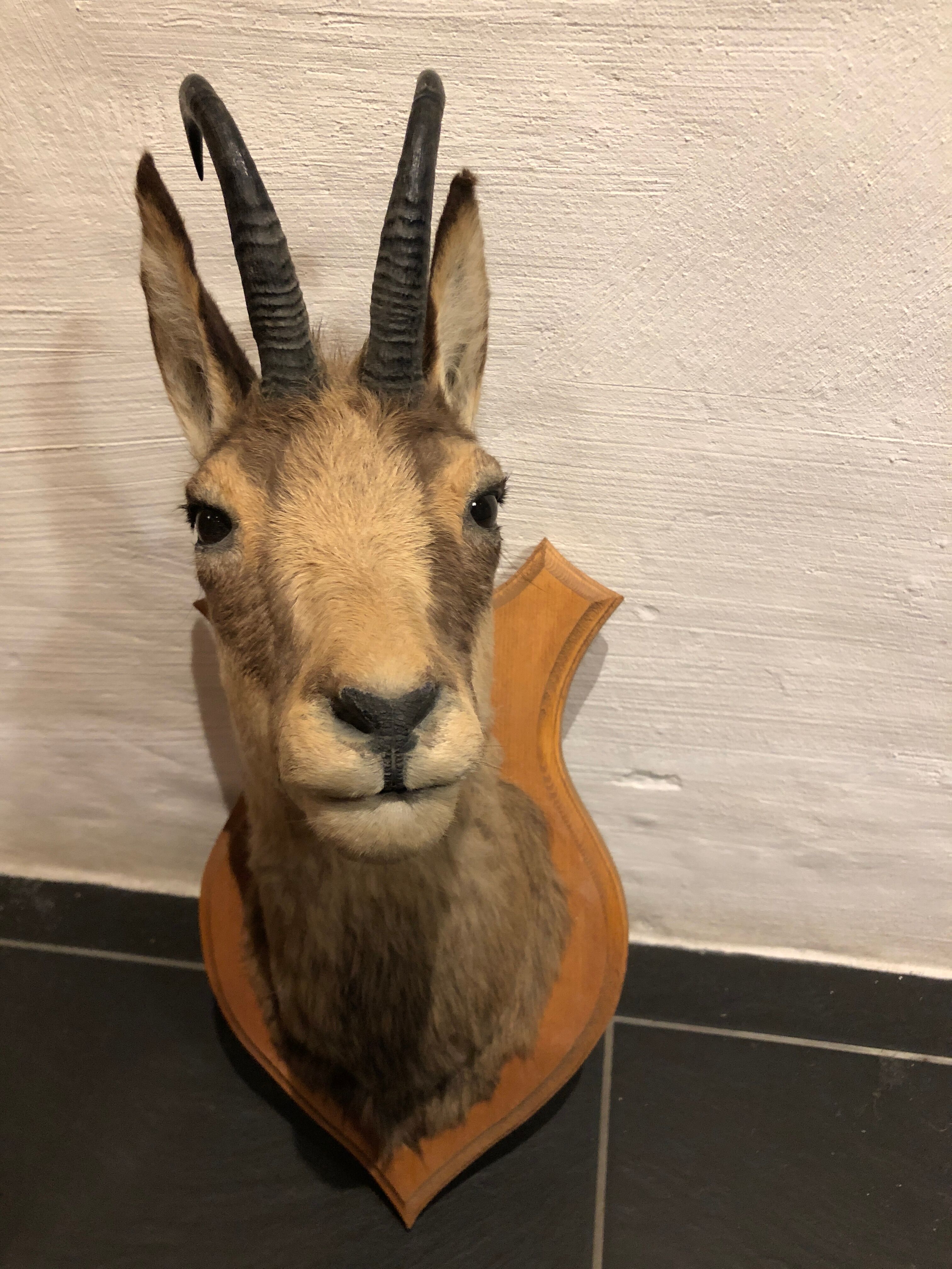 Chamois head