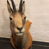 Chamois head