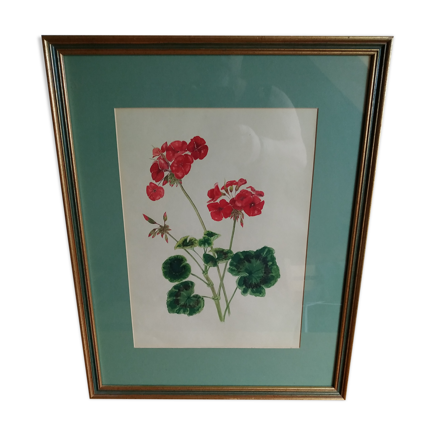 Pélargonium gouache by Richard coggan