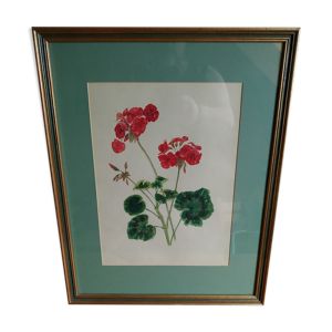 Pélargonium gouache