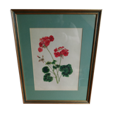 Pélargonium gouache de Richard coggan