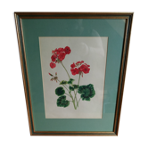 Pélargonium gouache by Richard coggan