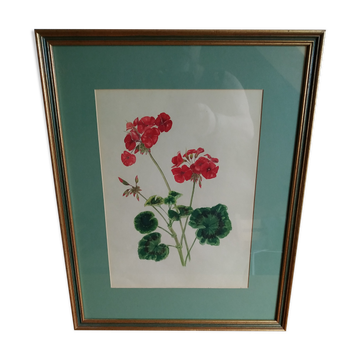 Pélargonium gouache de Richard coggan