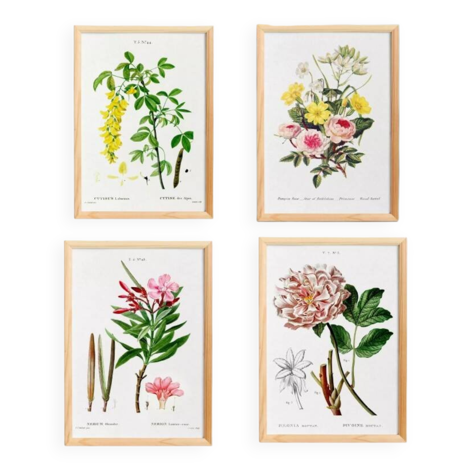 Set of 4 reserved botanical posters.