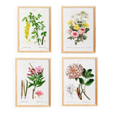 Set of 4 reserved botanical posters.