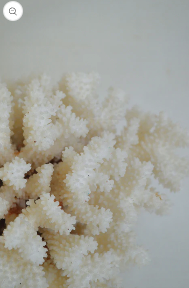 Large white coral