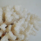 Large white coral
