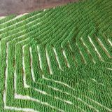 Handmade traditional natural wool rug green size 150 x 250 cm