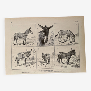 Lithograph on donkeys - 1920