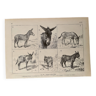 Lithograph on donkeys - 1920