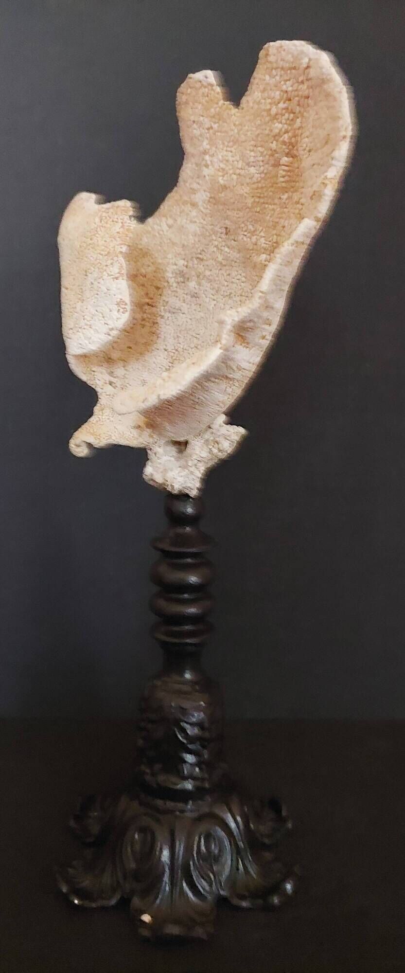 Cabinet of Curiosities sponge carteriospongia foliascens on base