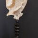 Cabinet of Curiosities sponge carteriospongia foliascens on base