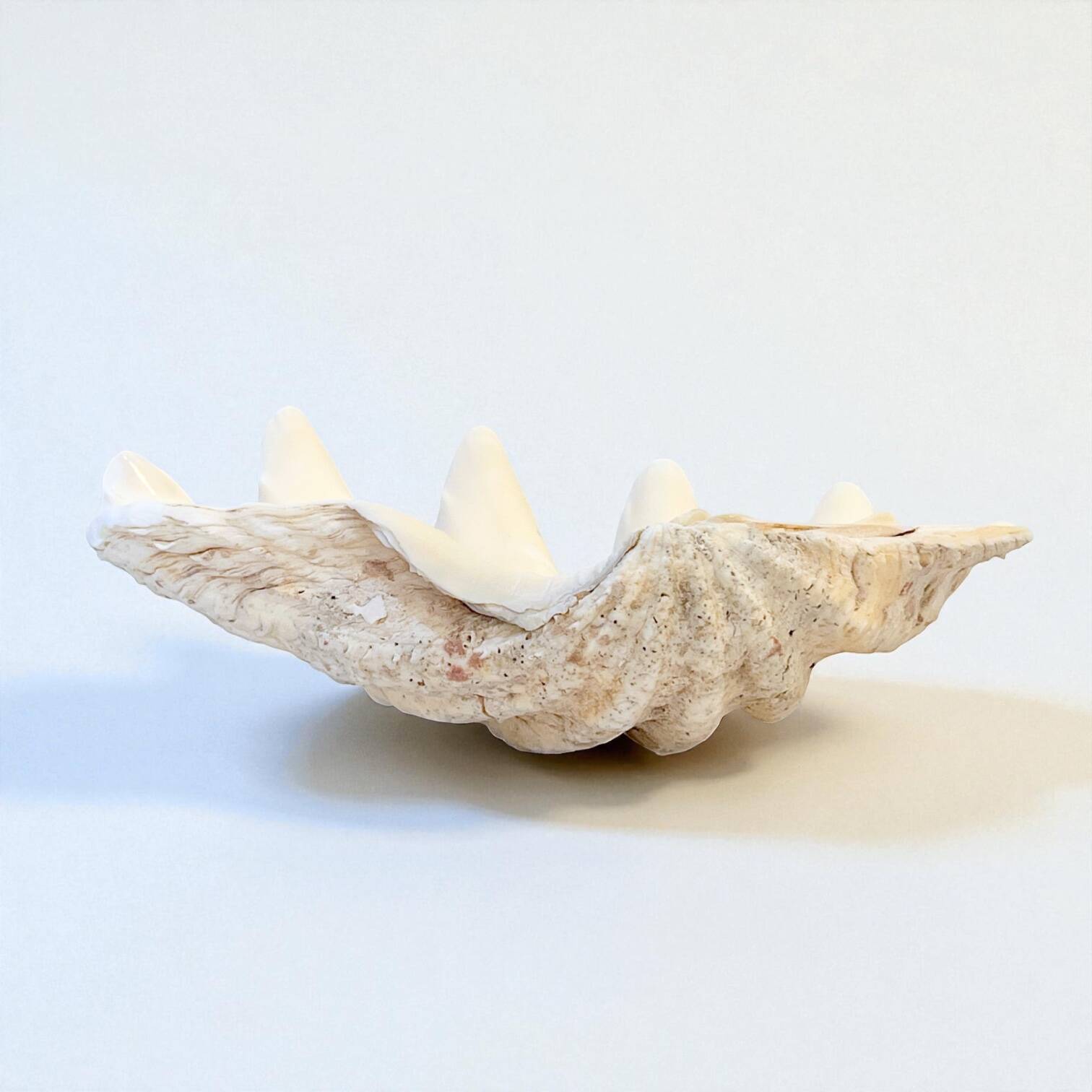 large natural Tridacna clam shell pocket emptier from the 70s