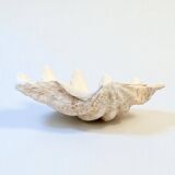 large natural Tridacna clam shell pocket emptier from the 70s