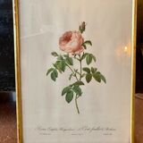 Lithograph PJ Redouté