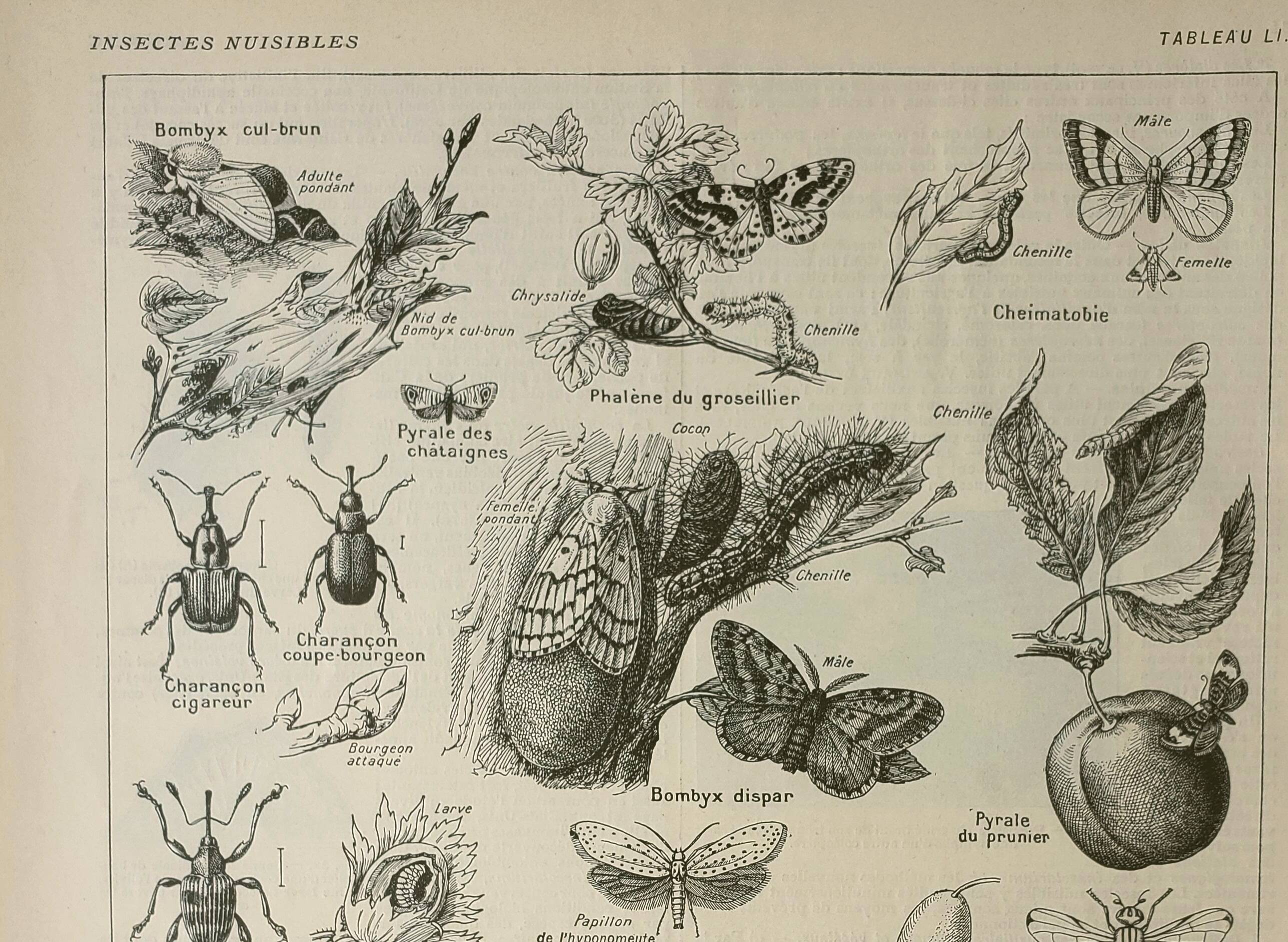 Old engraving 1922 M. Dessertenne - Insects "harmful" to trees