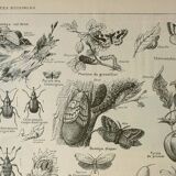 Old engraving 1922 M. Dessertenne - Insects "harmful" to trees
