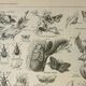Old engraving 1922 M. Dessertenne - Insects "harmful" to trees