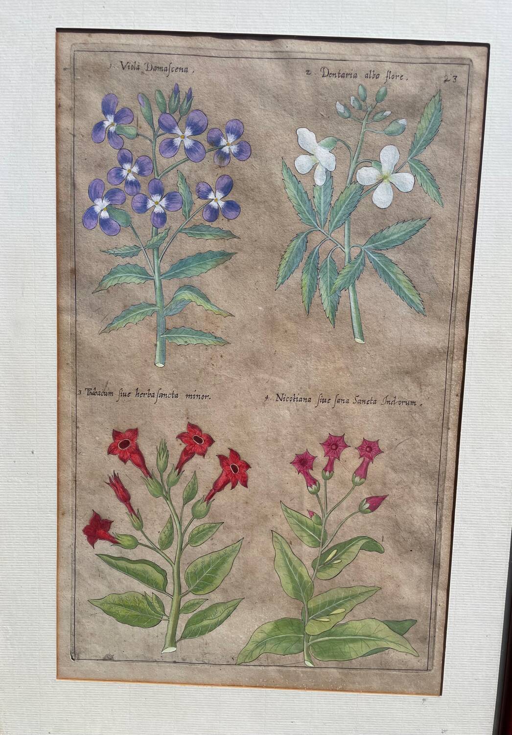 Gravure XVIIème originale sur cuivre, dessinée et gravée par Sweert