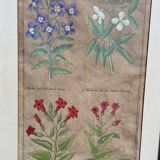 Gravure XVIIème originale sur cuivre, dessinée et gravée par Sweert