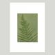 Painting on paper, herbarium and botanical series signed Eawy.
