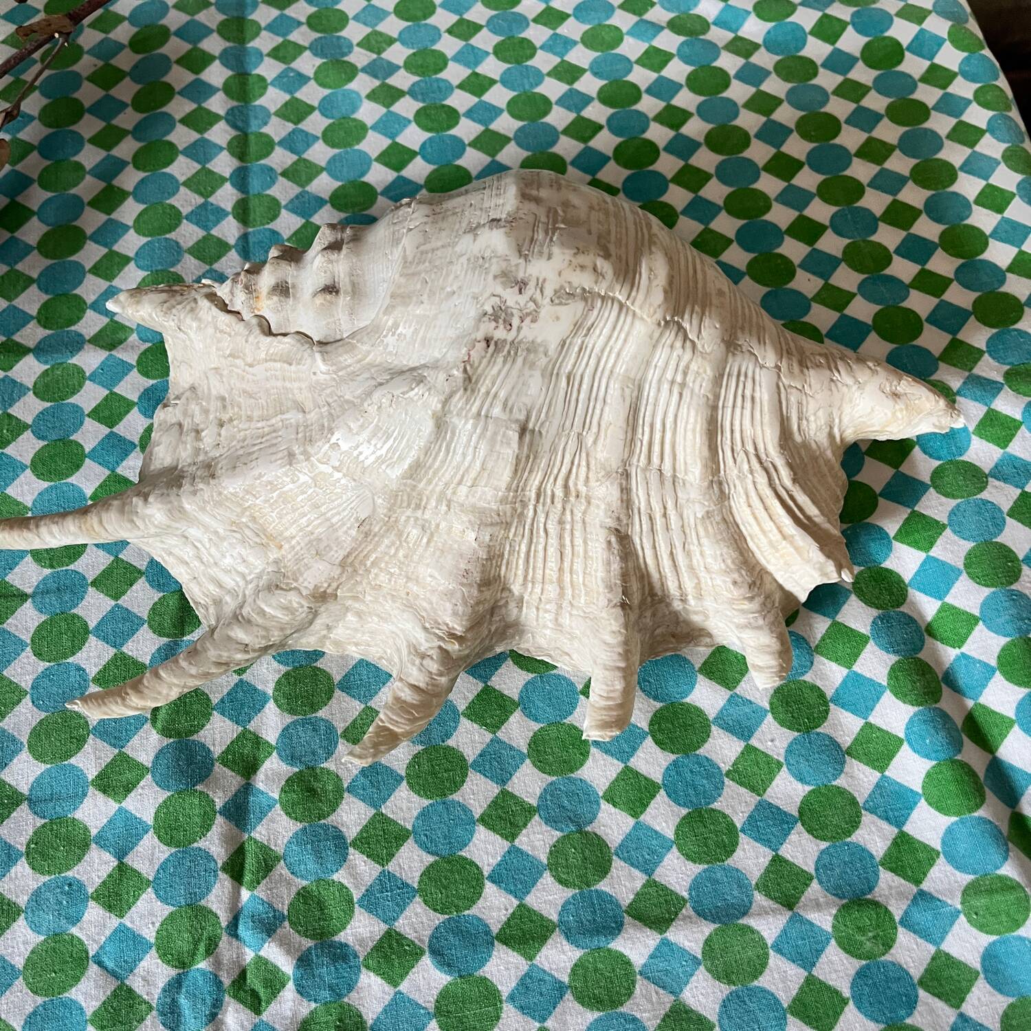 Grand coquillage lambis