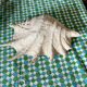 Grand coquillage lambis