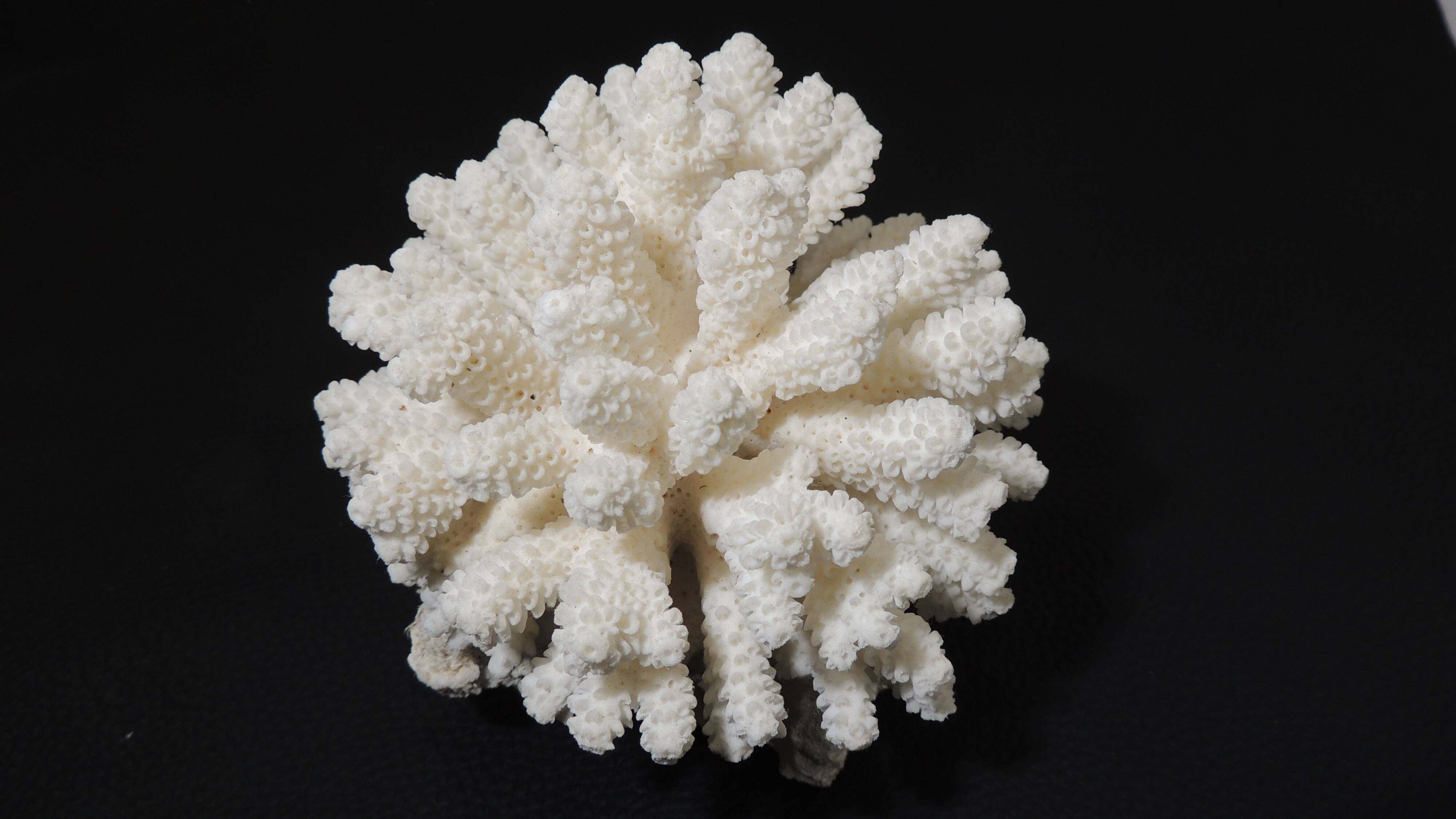 Sea coral cluster white/vintage