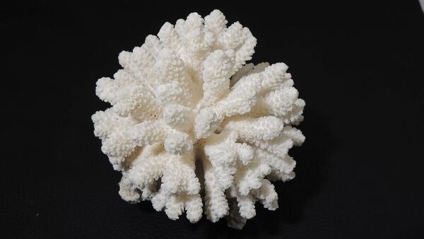 Corail de mer cluster blanc /vintage
