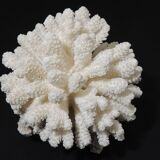 Sea coral cluster white/vintage