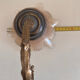 Old wall lamp with glass tulip