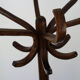 Baumann parrot coat holder
