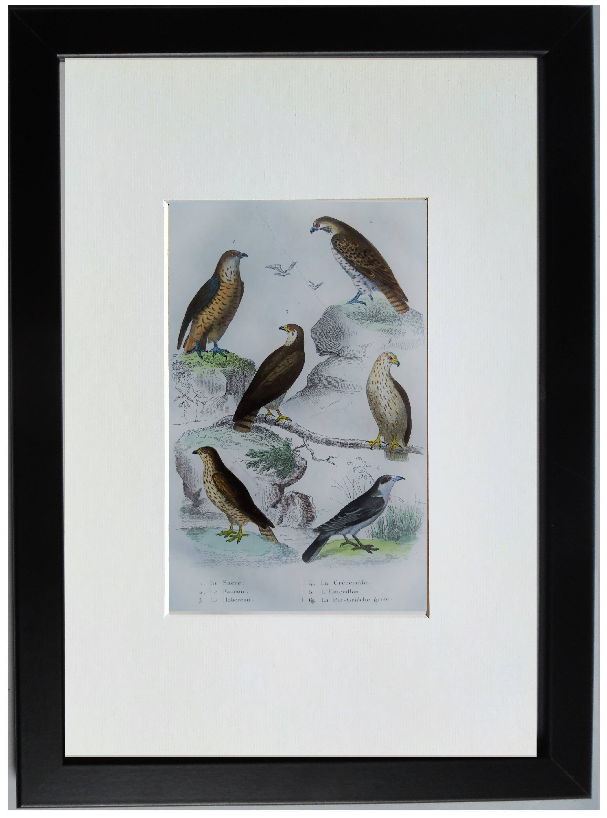 Original Ornithological Plate "Sacred Falcon - Hobby - &c..." Buffon 1836