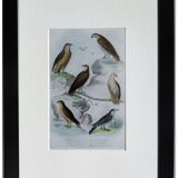 Original Ornithological Plate "Sacred Falcon - Hobby - &c..." Buffon 1836