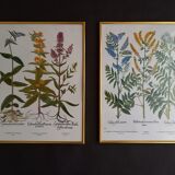 Set of two framed botanical plates