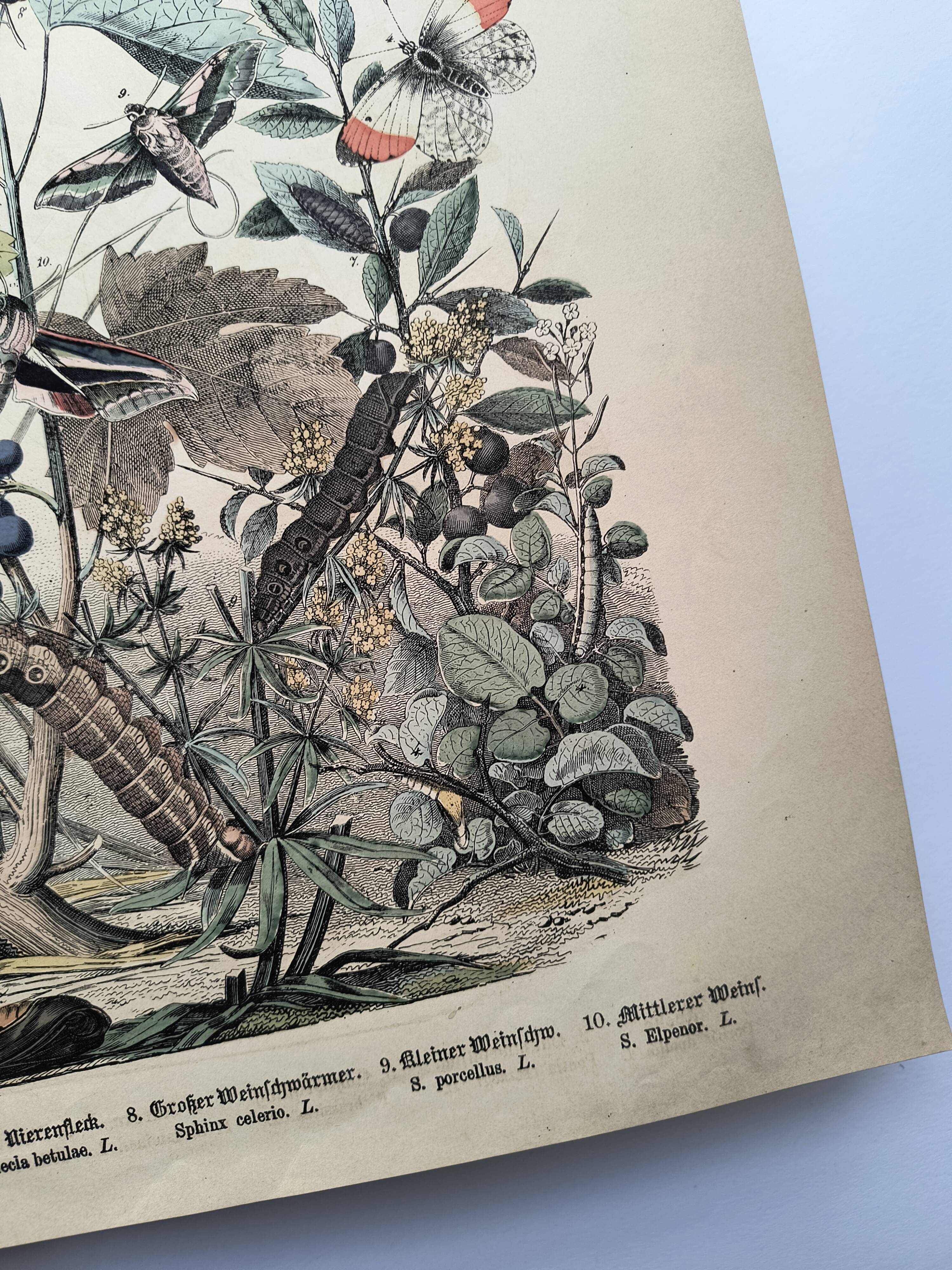 Antique engraving, 1886 - European Butterflies (3). 19th-century chromolithograph