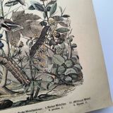 Antique engraving, 1886 - European Butterflies (3). 19th-century chromolithograph