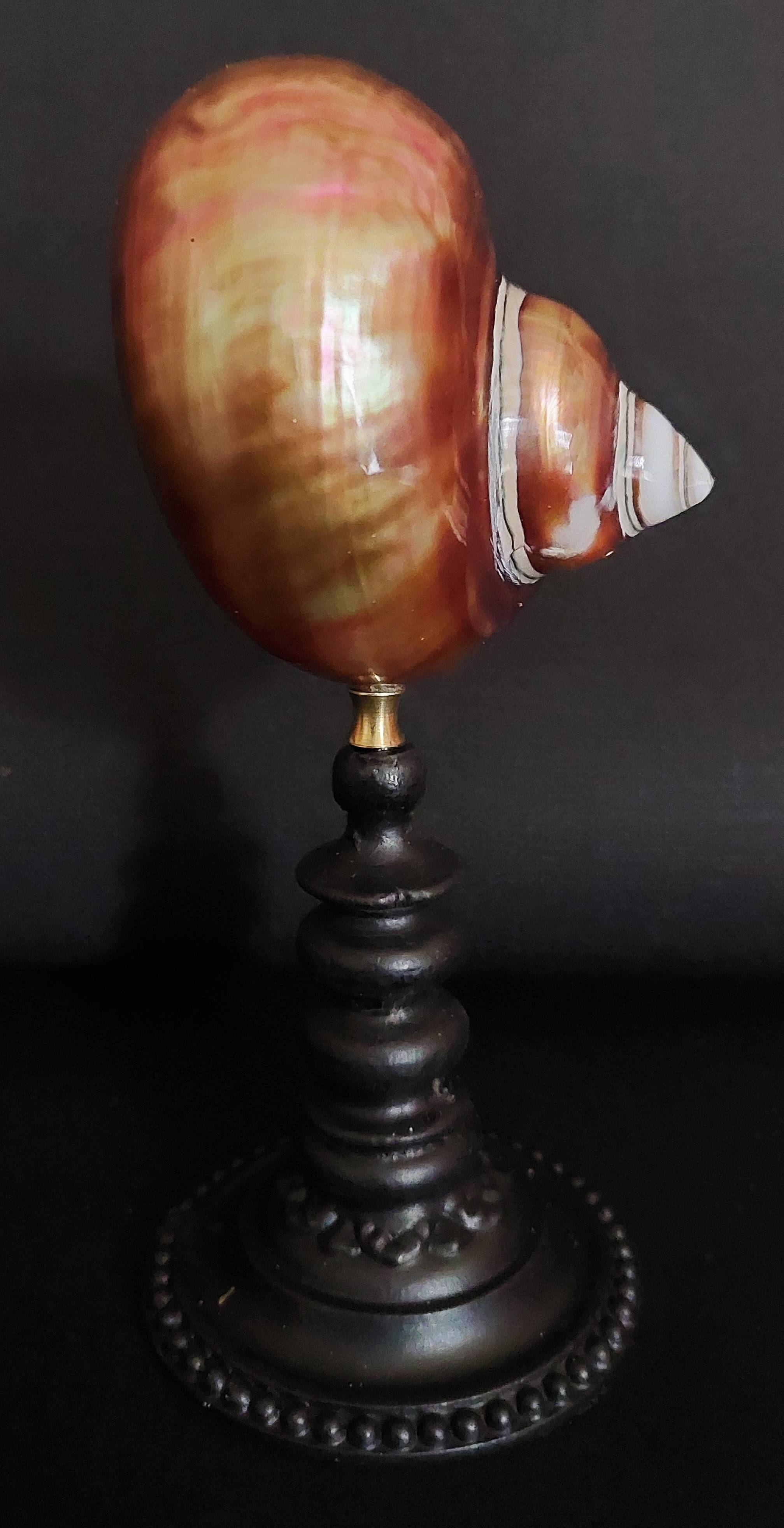 Cabinet de Curiosités coquillage turbo imperialis cuivré sur socle