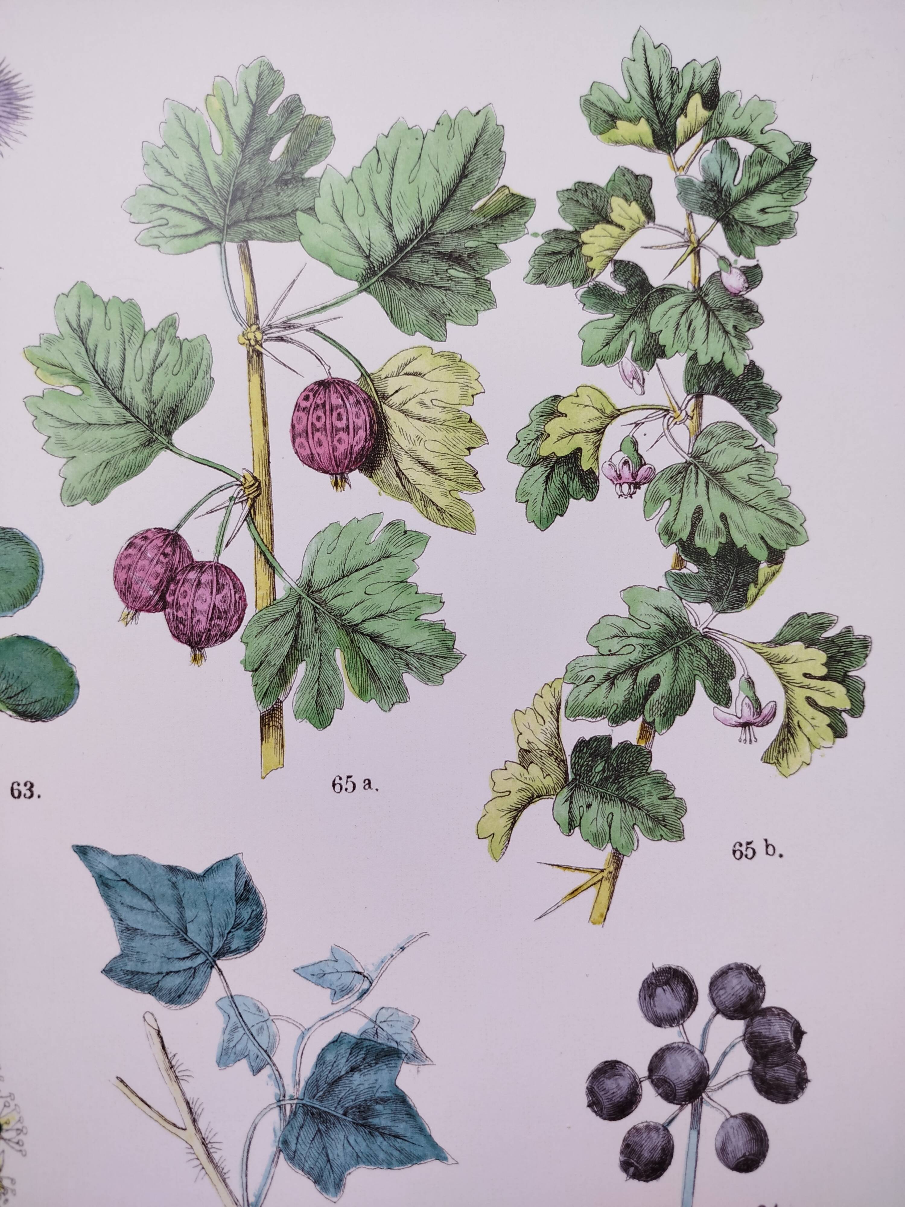 Poster about plants, based on an 1881 engraving "ivy"