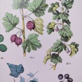 Poster about plants, based on an 1881 engraving "ivy"
