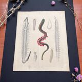 Affiche (lithographie) ver de mer